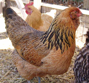 Buy research paper online space needs of laying hens