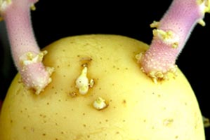 Stems sprouting from potato eyes