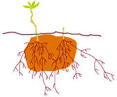 How new potatoes grow from seed potatoes