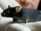 picking up mice with the 'hand scoop' method