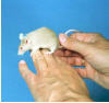 picking up mice with the 'tail hold and hand support' method