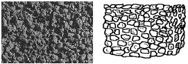 Illustration of granular soil structure.