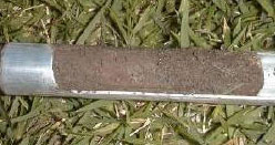 Soil is wet below the roots.