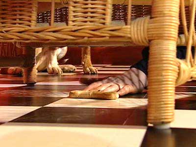 canine intelligence test 5, image 2