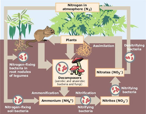 Growing a Soil Menagerie