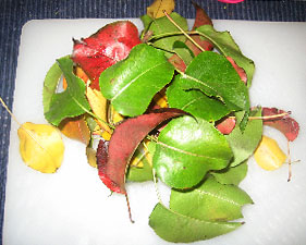 Plant Biology Science Project - colors of fall leaves