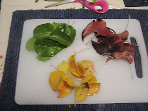 Plant Biology Science Project - colors of fall leaves