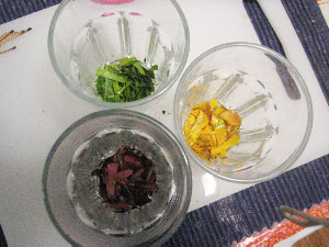Plant Biology Science Project - colors of fall leaves cut-up
