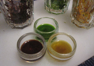Plant Biology Science Project - pigment extraction from fall leaves