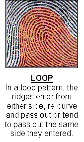 Genomics Science Project loop fingerprint pattern