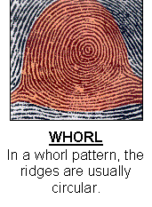 Genomics Science Project arch fingerprint pattern