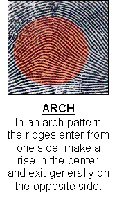 Genomics Science Project whorl fingerprint pattern