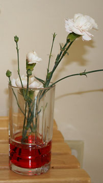 Plant Biology Science Project carnations in red water