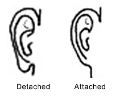 Genetics Science Project showing attached and unattached earlobes