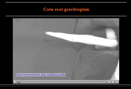 Corn root geotropism video.
