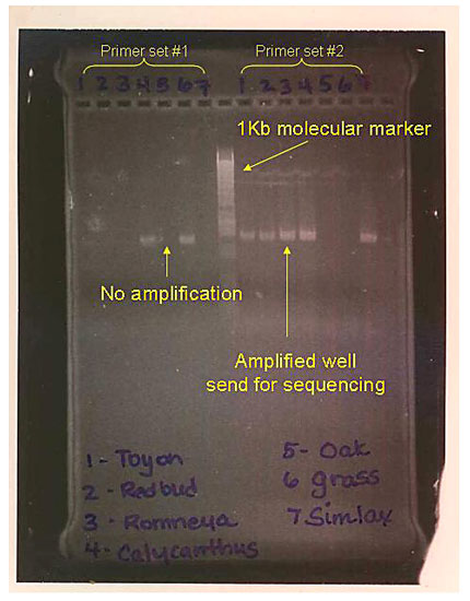 Genomics Science Project photo of agarose gel with examples of well and poorly amplified PCR products