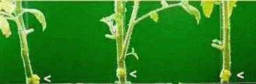 example of crown gall on a stab innoculated tomato seedling