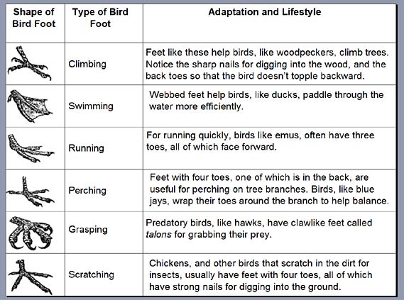 oology  Science Project six different types of birds' feet and how these adaptations help the bird survive