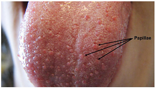 fungiform papillae pictures