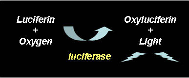 How Bioluminescence Works