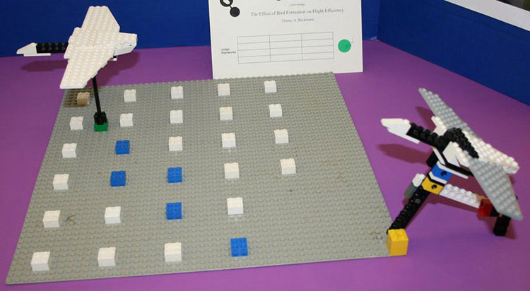 Zoology Science Project The base plate has blocks for attaching the moveable lead bird in various positions within a grid pattern.