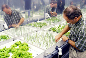 Plant Biology science project <B>Figure 1.</B> NASA plant <B>physiologist</B> at Kennedy Space Center examining his hydroponically grown plants. (NASA, 2004.)