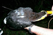 Toucan with GPS tag on its back
