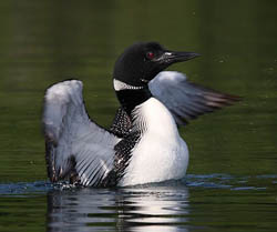 Common loon on Blue Sea Lake in Canada