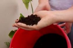 Fertilizer from human waste