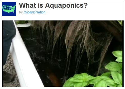 Aquaponics video 00:04.