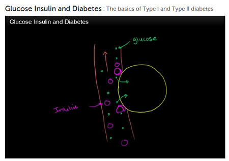 Video on glucose regulation in the bloodstream.
