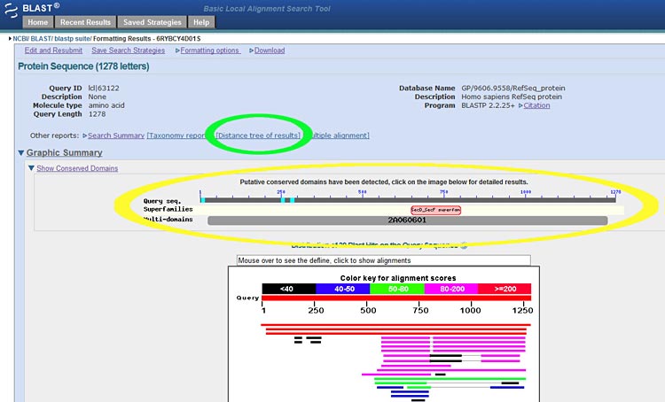 When you BLAST an amino acid sequence you will probably have many similar sequence results. You can explore these using different tools on the BLAST website.
Medical Biotechnology science project