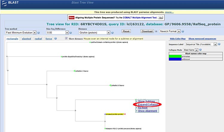 You can view NCBI BLAST graphically by using the distance tree tool, which is collapsed here.
Medical Biotechnology science project