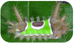 Caterpillar science