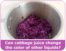 Cabbage Science Activity