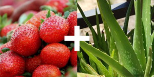 Plant science project with berries and aloe