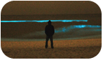 Bioluminescence
