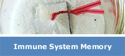 Immune System