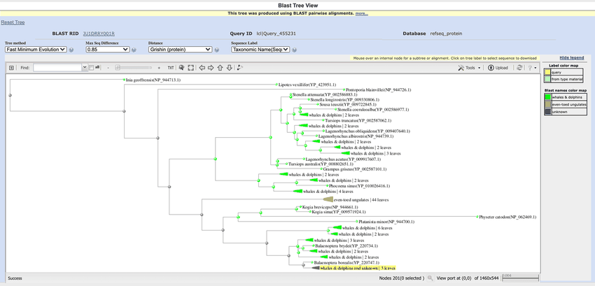 Tree showing relationship of cox1 proteins from species related to the blue whale