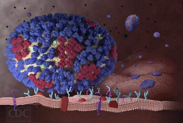 Flu virus representation/ CDC / Douglas E. Jordan