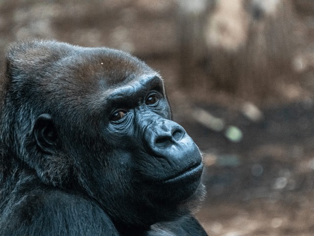 gorilla