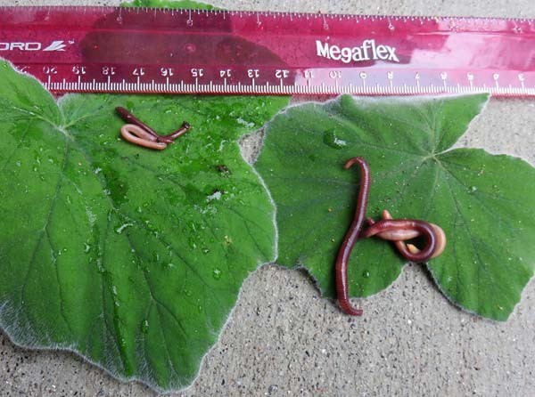 Photo of worms sitting on leaves next to a ruler