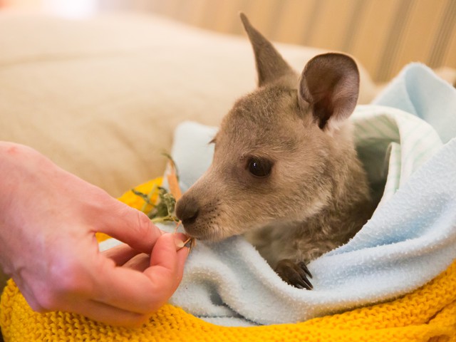 injured kangaroo