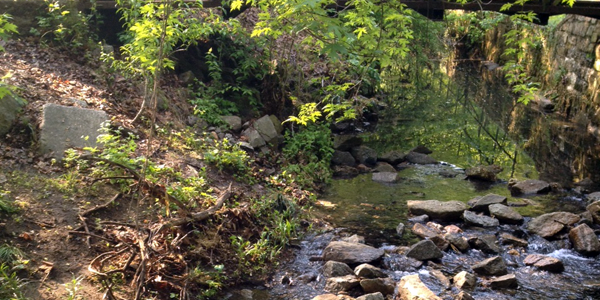 Stream Environmental Science Field Trip and science projects / Photo: Courtesy, Kim Mullin