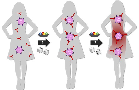 How the probability of dice and colored candy can relate to the statistics of autoimmune traits in humans in three stages