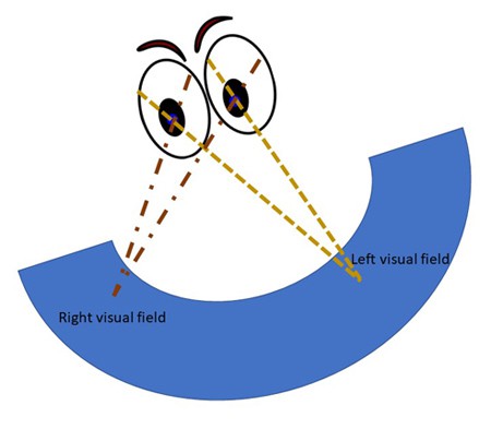 Drawing of two eyes viewing slightly different angles of the same object