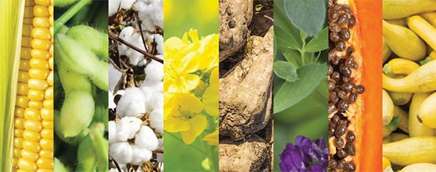non-gmo crops of corn, cotton, squash