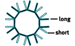 Diagram on how to attach long and short tubes to the ring of tubes