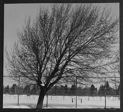 A tree growing slightly angled to the right