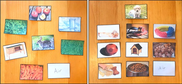 What Animals Need to Survive | Lesson Plan What Animals Need to Survive | Lesson Plan